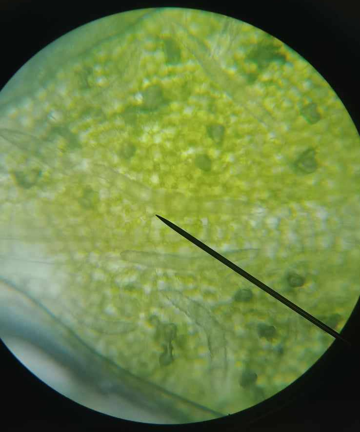 <p>In what sample can this crystal be seen?</p>