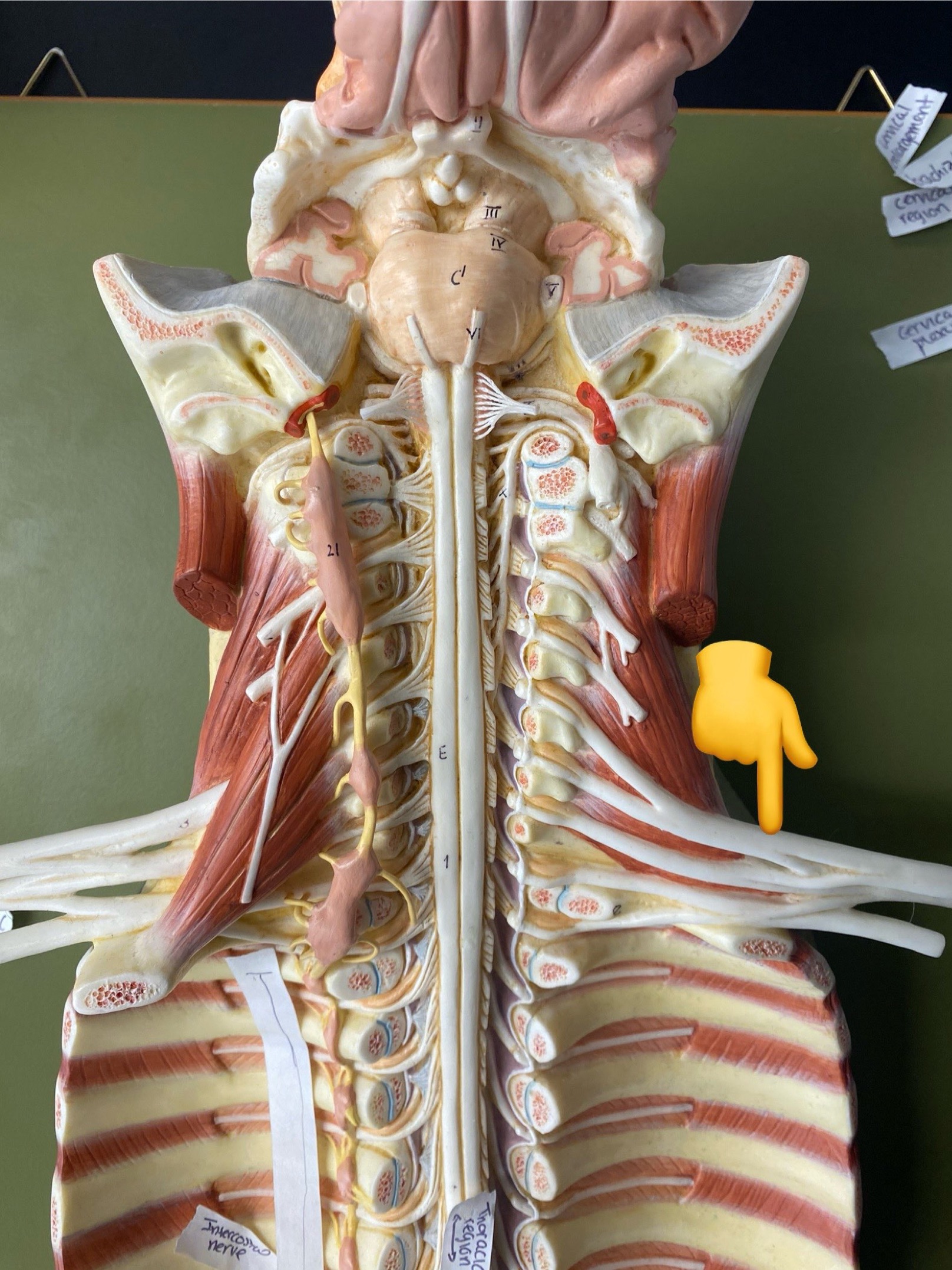 <p>ID plexus</p>