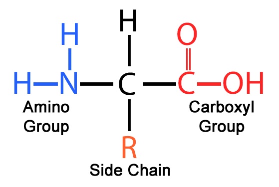 <p>central (alpha) carbon atom</p><p>amino group</p><p>carboxyl group</p><p>R group (side chain)</p>