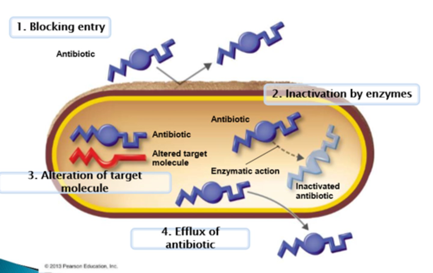 <p>Antimicrobial resistance is the ability of a microbe to resist the effects of medication (like antibiotics) that once could successfully treat the microbe.</p>