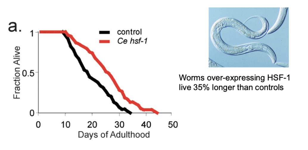 <p>extended lifespan</p>