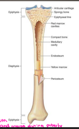 <p><strong>Characteristics of Bone</strong></p><p>-Periosteum</p><ul><li><p>Connective tissue _________ to bone</p></li><li><p>Contains _______ and nerves</p></li><li><p>Aids in bone _______ and healing </p></li></ul><p>-Endosteum</p><ul><li><p>Connective tissue lining surface of both marrow cavities </p></li></ul><p>-__________ (shaft)</p><ul><li><p>Mostly compact bone</p></li><li><p>Medullary cavity containing fatty tissue: _______ marrow </p></li></ul><p>-Metaphysis (neck)</p><ul><li><p>Mostly _______ bone containing ___ marrow</p></li></ul><p>-Epiphysis </p><ul><li><p>Mostly _______ bone containing ___ marrow </p></li></ul><p></p>