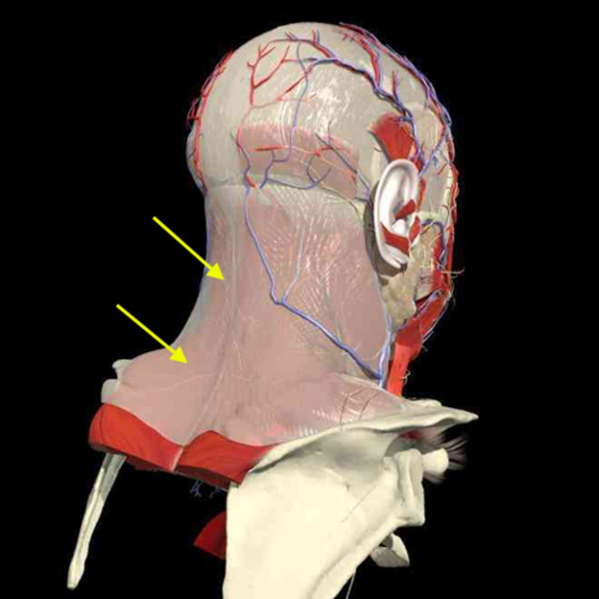 <p><em>identify the fascial layer</em></p>