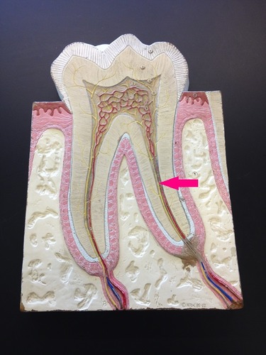 part of the tooth that is embedded in the bone