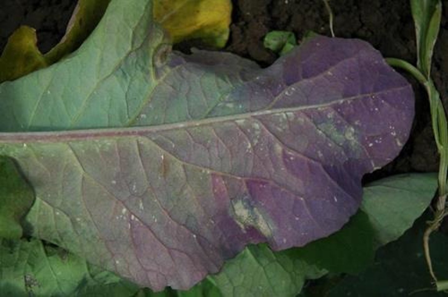 <p>purple leaves that fall off</p><p>long, non branching roots</p>