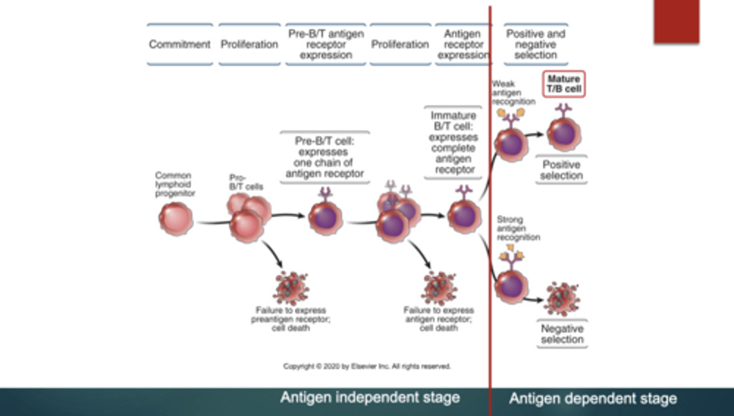 <p>In the bone marrow</p>