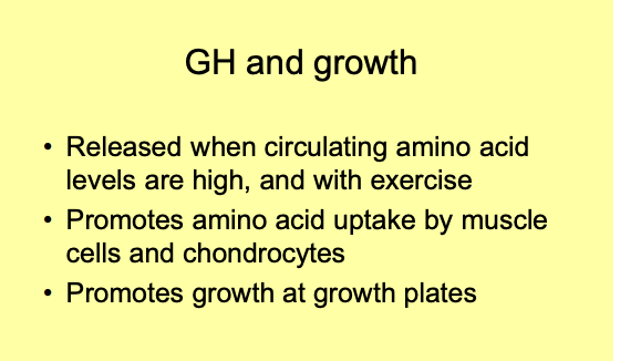 <ul><li><p>promotes uptake of amino acids into</p><ul><li><p>muscle cells and chondrocytes</p></li></ul></li><li><p>Increases rates of protein synthesis</p></li><li><p>cellular growth and differentiation is promoted in many other tissues</p></li></ul><p></p>