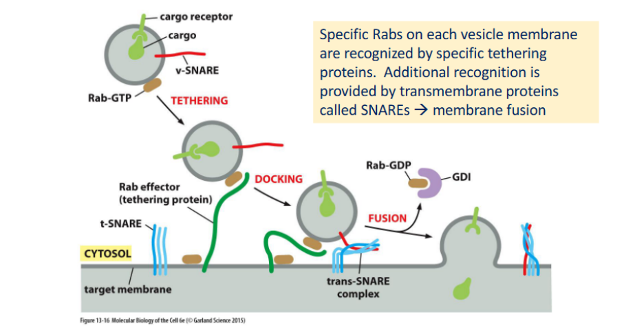 <p> <strong>Definition:</strong> <br>Precise vesicle targeting and fusion rely on molecular address tags and recognition systems that ensure cargo reaches the correct destination.</p><p> <span data-name="small_blue_diamond" data-type="emoji">🔹</span> Key Components </p><ol><li><p><strong>Rab Proteins (Monomeric GTPases)</strong></p><ul><li><p>Act as <strong>molecular zip codes</strong> for vesicles</p></li><li><p>Each Rab localizes to specific membranes (e.g., Rab5 on early endosomes, Rab7 on late endosomes)</p></li><li><p>In GTP-bound form, Rabs recruit <strong>Rab effectors</strong> (e.g., tethering proteins) to initiate docking</p></li></ul></li><li><p><strong>Rab Effectors</strong></p><ul><li><p>Large tethering complexes or motor adaptors</p></li><li><p>Mediate <strong>initial contact</strong> between vesicle and target membrane</p></li><li><p>Help position vesicles for SNARE-mediated fusion</p></li></ul></li><li><p><strong>SNARE Proteins</strong></p><ul><li><p><strong>v-SNAREs</strong> on vesicles and <strong>t-SNAREs</strong> on target membranes</p></li><li><p>Form <strong>trans-SNARE complexes</strong> that pull membranes together for fusion</p></li><li><p>Provide <strong>specificity and force</strong> for membrane merging</p></li></ul></li><li><p><strong>SNARE Regulators</strong></p><ul><li><p>Include <strong>NSF</strong> and <strong>SNAPs</strong>, which disassemble SNARE complexes post-fusion</p></li><li><p>Ensure SNAREs are recycled and reset for future rounds</p></li></ul></li></ol><p></p>