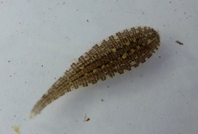 <p>Kmeň: Annelida (obrúčkavce)<br>Trieda: Clitellata (opaskovce)<br>Podtrieda: Hirudinea (pijavice)</p>