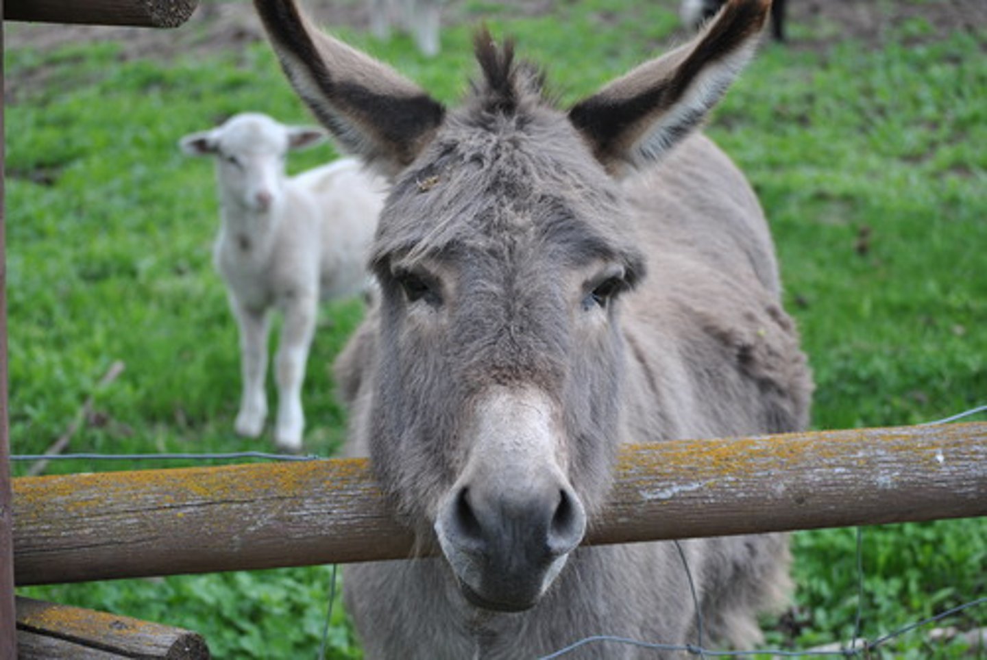 <p>an animal like a small horse with long ears</p>