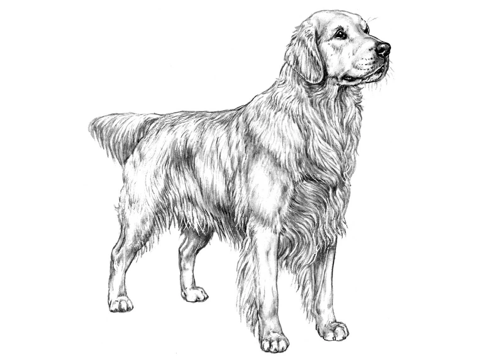 <p>Golden retriver</p>
