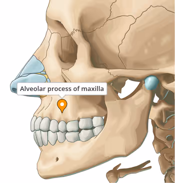 <ul><li><p>houses upper teeth</p></li></ul><p></p>