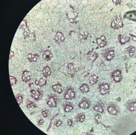 monocot stem