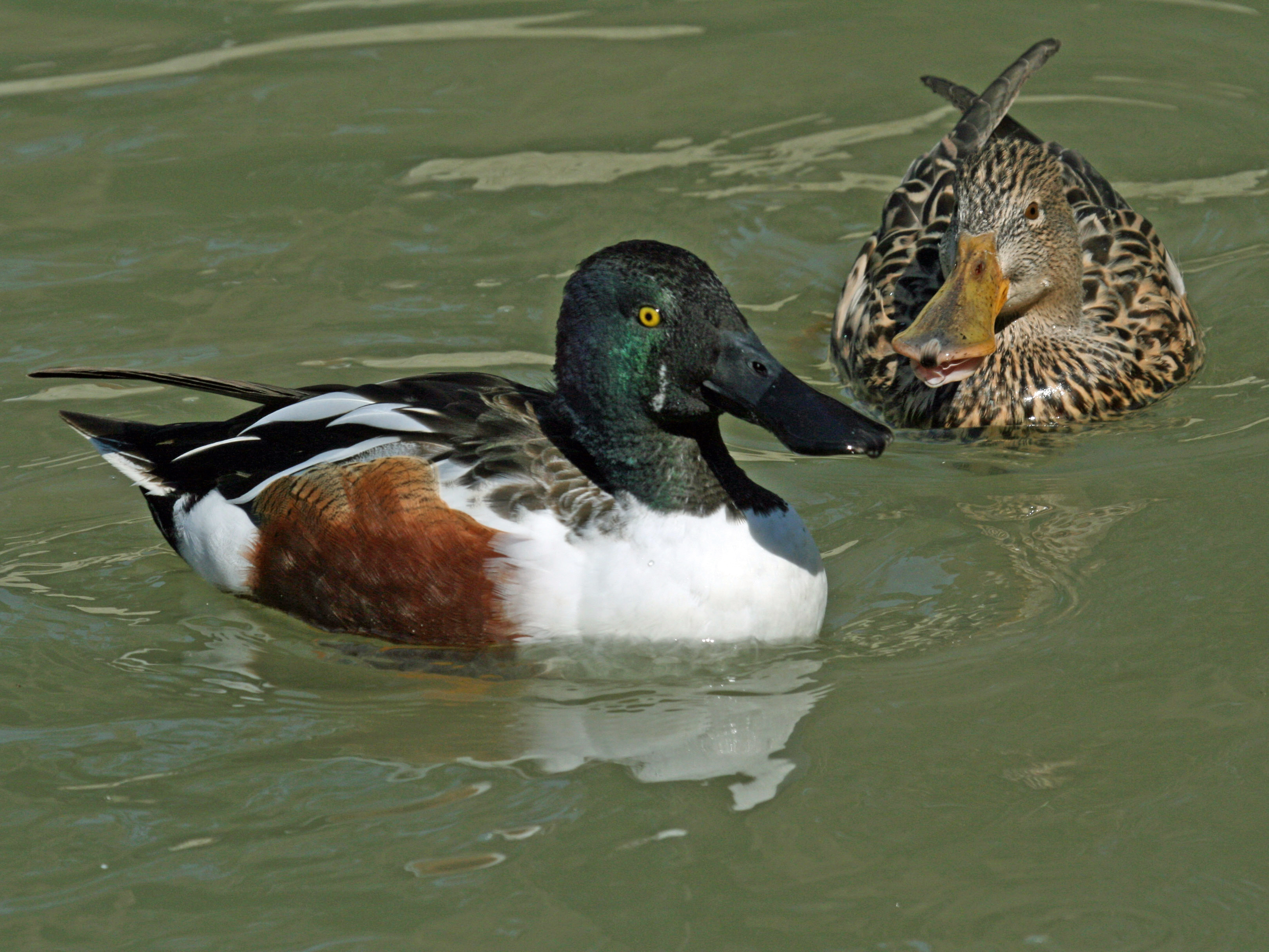 <p>Common name:</p><p>Genus and species:</p><p>Family:</p><p>Order:</p><p>Alpha Code</p>