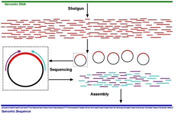 <p><span>Random sequencing of small portions of a genome and reassembly by overlapping</span></p>