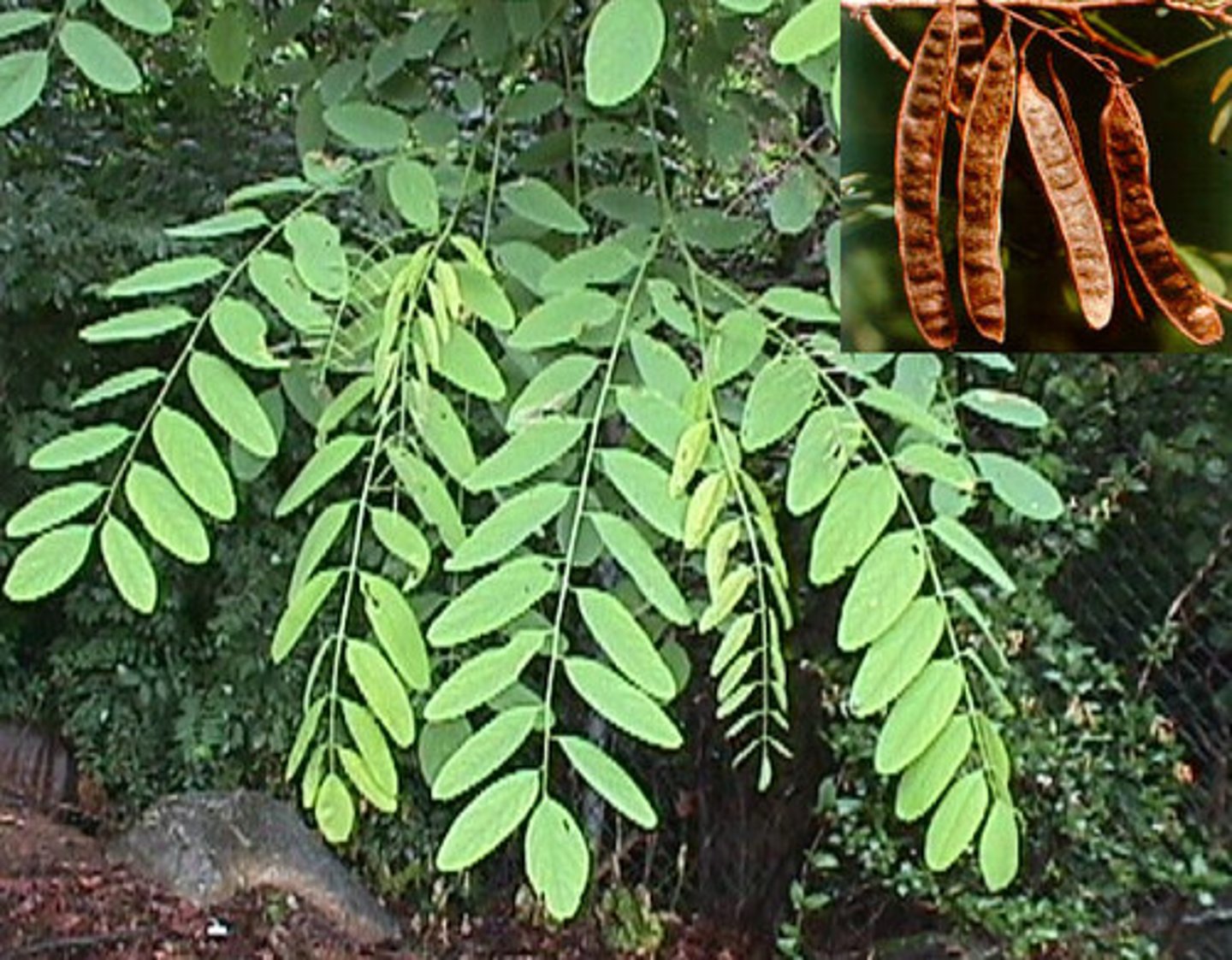 <p>Fabaceae Robinia pseudoacacia</p>
