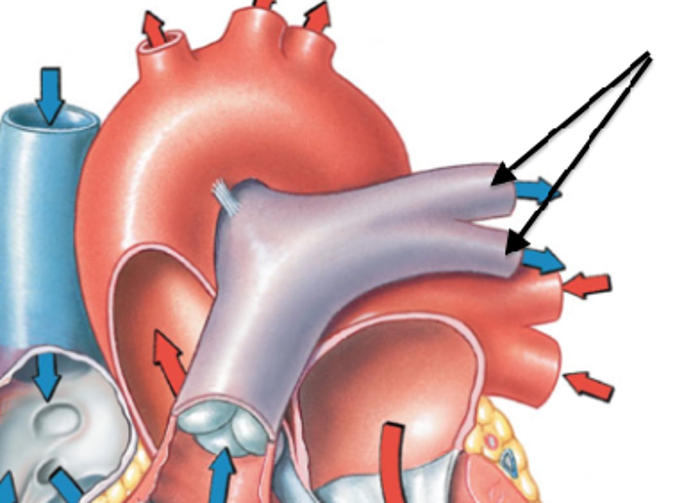 <p>carry deoxygenated blood out of the right ventricle and into the lungs</p>