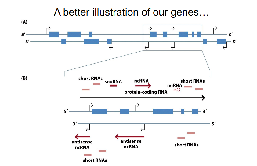 <p>Better illustration of our genes (NEW PERSPECTIVE)</p>