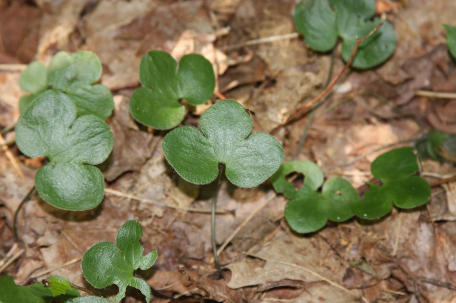 <p>Round-lobed hepatica</p>