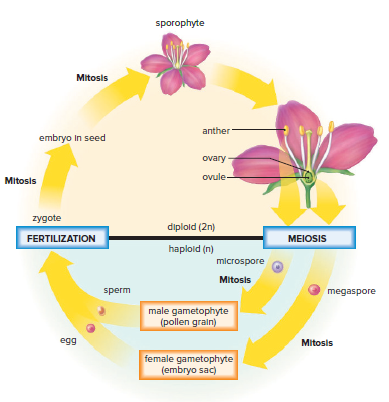Alternation of generations in flowering plants.