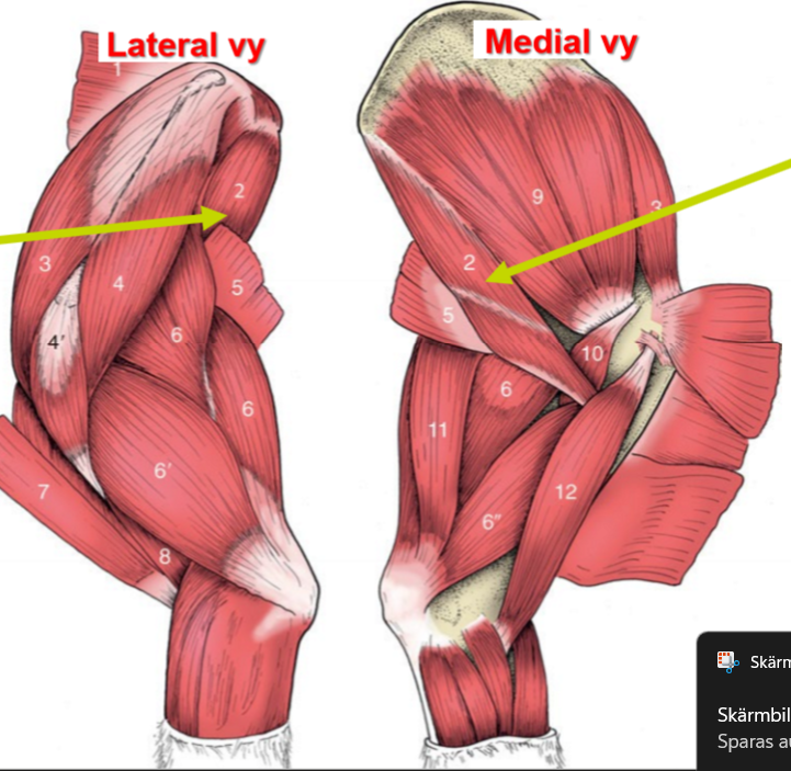 <p>O, I, F<br>I: (vad heter den nämnda delen hos eq)</p>