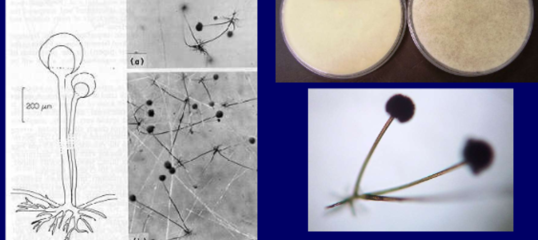 <p>Micro: mushroom like columella, spherical sporangium (bubble) containing circular spores<br>Macro: grey-white cottony obverse, white reverse</p>