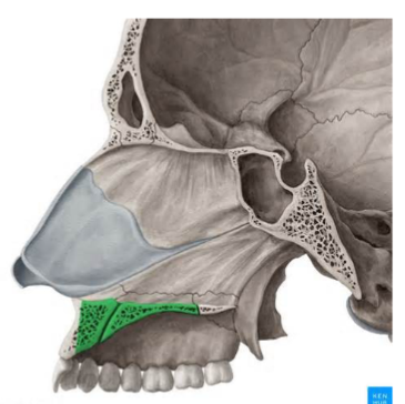 <p>Which maxilla marking is this? (1)</p>