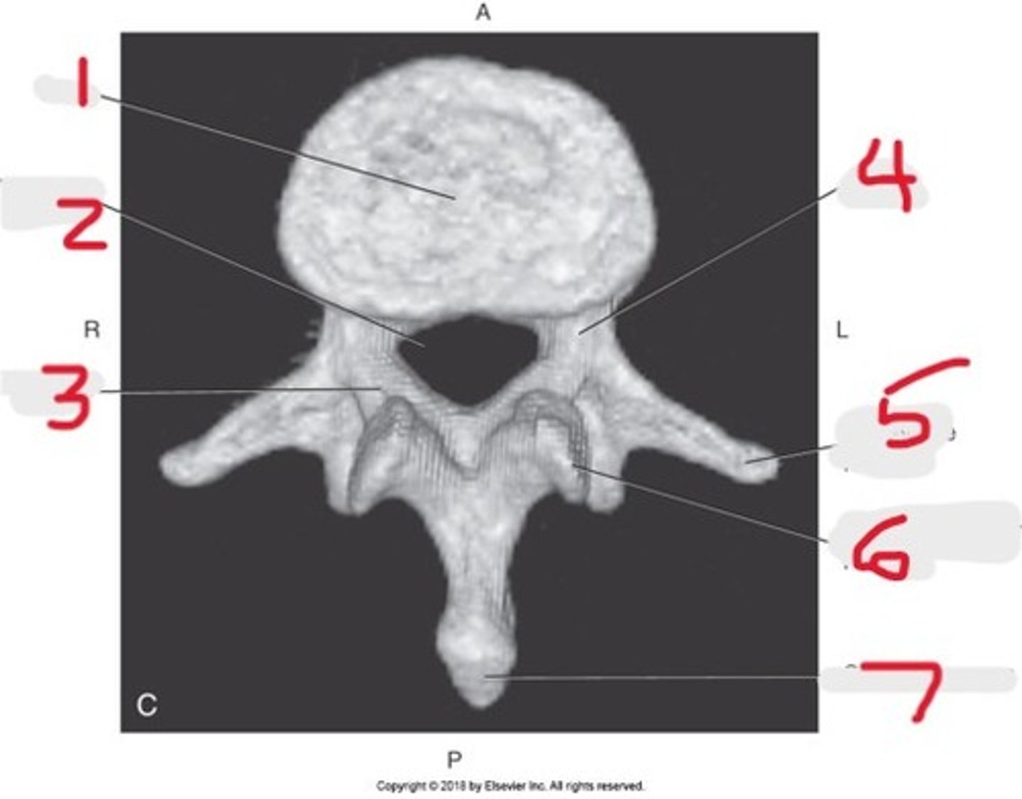 <p>Name all numbered structures</p>