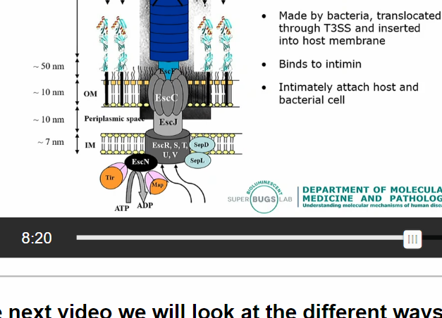 <p></p><p>Adhere to something, preventing being washed away by finding and sticking and achoring to the right niche. Taking advantage of the sticky ness</p><p>Example: Ecoli . (EPEC) which has initial contact with intestinal cells mediated through bundle-forming pilus (BFP),  changing the appearance of the cell which then leads to distinctive lesion characterised by effacement of brush border microvilli and intimate attachment of bacteria to cell. T</p><p>This is relate to the LEE: locus of enterocyte effacement. They do not come inside the cell but inject own proteins into the cell and change what the cell does </p><p>Firstly through the translocation pore EspD/B (T3SS)  it punches EspA subunit through into the cell membrane, and like a spring punch its way through the host cell and injects a bunch of proteins. Eventually pump in their own proteins that express as receptors on the outside of the cell which is called the Translocated intimin receptors (Tir)  which binds to Intimin on the bacteria’s membrane. Which creates an intimate connection betwen the host and the bacterial cell. </p><p></p>