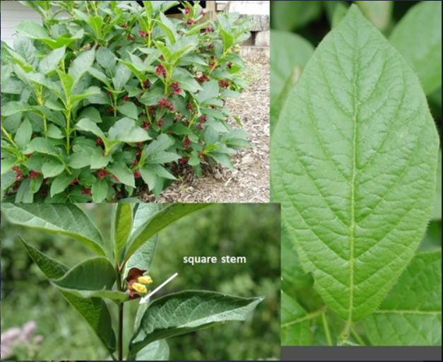 <p>- Opposite, simple leaves with ciliate margins</p><p>- Fruits paired</p><p>- Flowers yellow</p><p>- Weak arcuate venation</p><p>- Stems square and hairy</p>