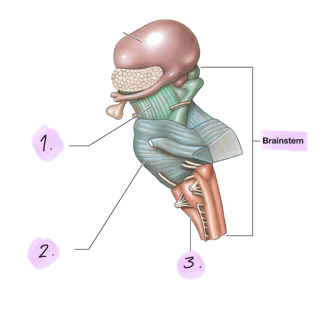 <p><strong>Processes </strong>and <strong>relays </strong>information between the spinal cord and the cerebrum and cerebellum. </p><p>Includes:</p><ul><li><p>Midbrain</p></li><li><p>Pons</p></li><li><p>Medulla oblongata</p></li></ul><p></p>