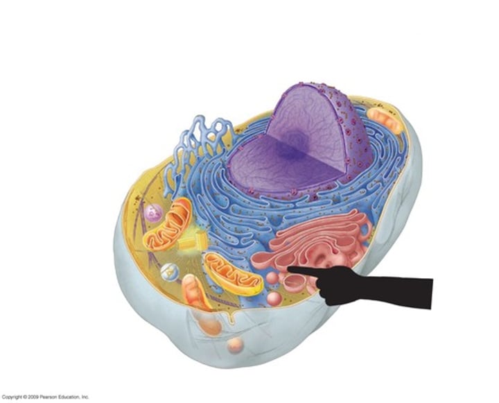 <p>The UPS of the cell. Packages proteins, lipids and carbohydrates for secretion out of the cell or to transport to other parts of the cell.</p>