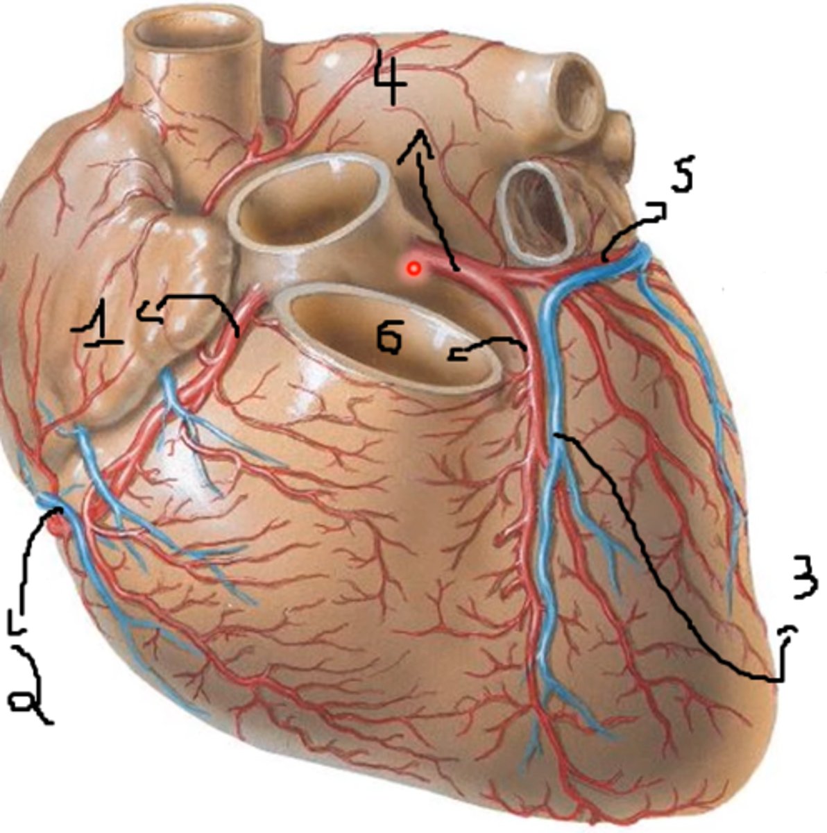 <p>no.4.</p><p>loopt van aorta naar links tussen pulmonale truncus en hartoor</p>