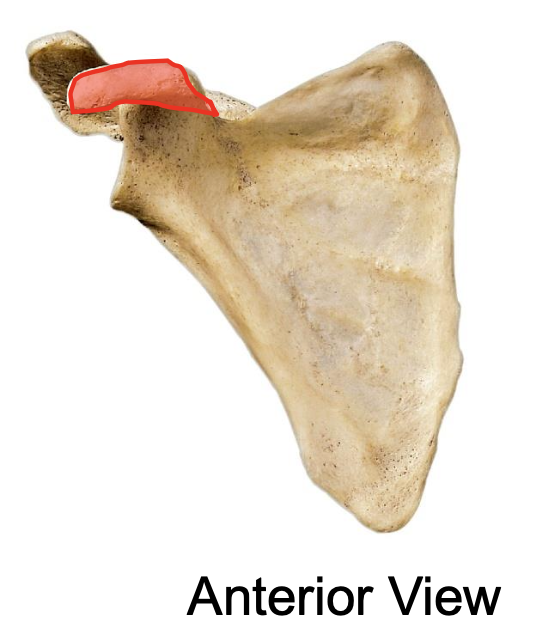 <p>the coracoid process of the scapula</p>