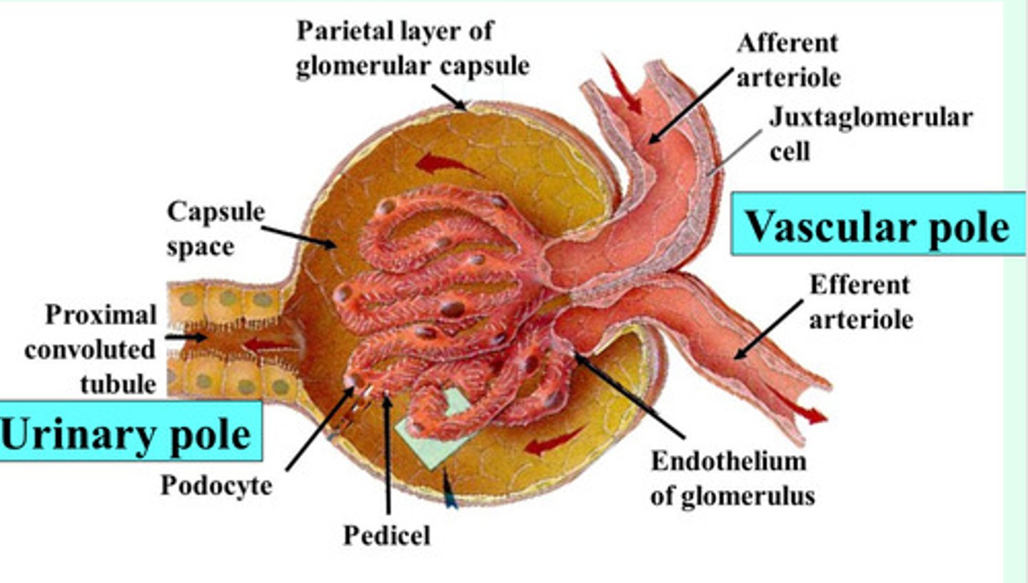 <p>afferent and efferent arterioles are attached to the glomerulus </p>