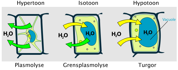 <p>De inwendige spanning in een plantencel als de vacuole goed vol is met vacuolevocht.</p><p></p>