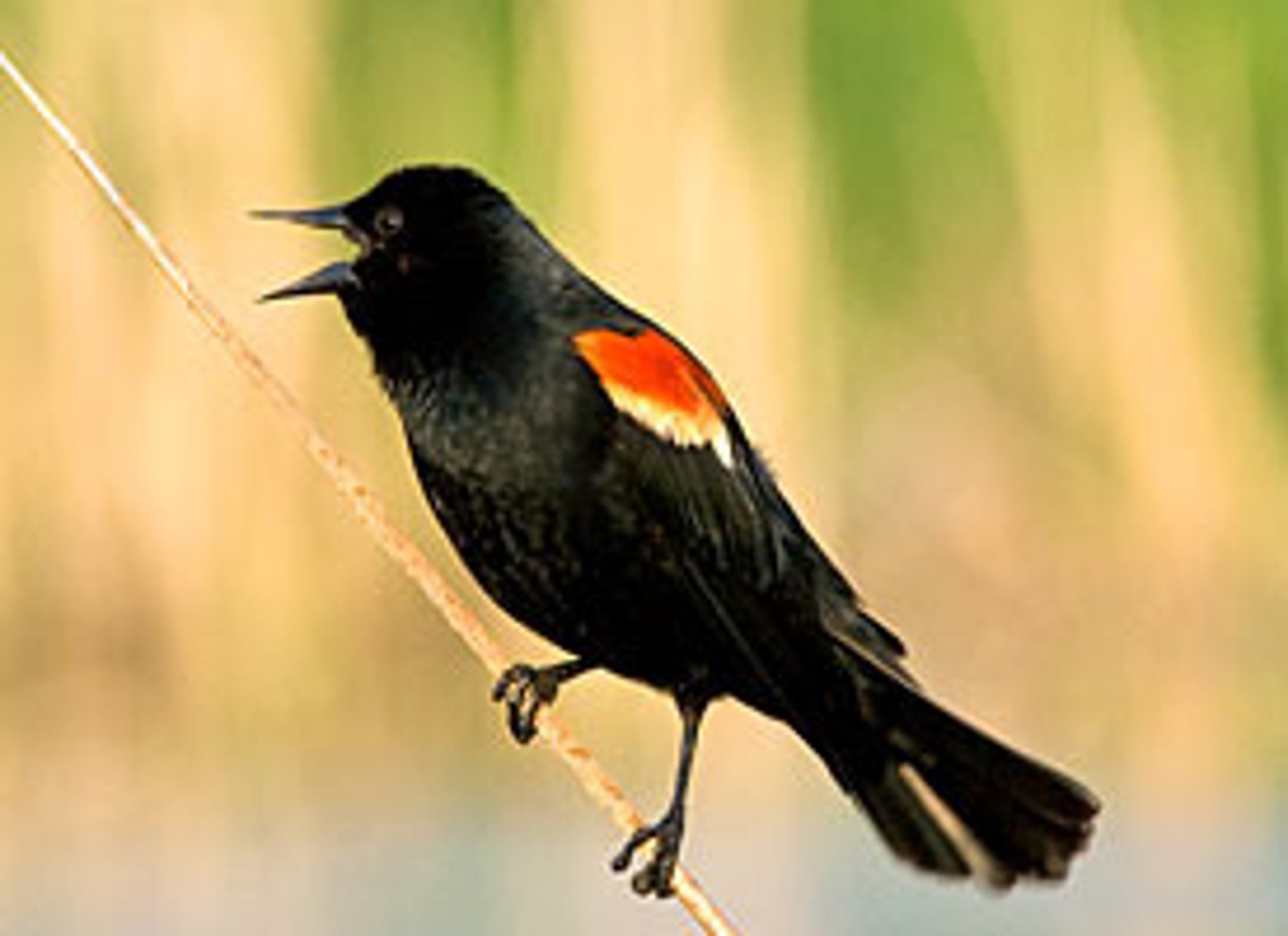 <p>Red-winged Blackbird</p>