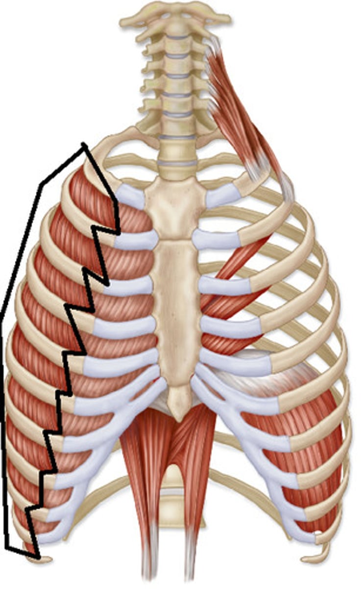 <p>origin:</p><p>inferior border of rib</p><p>insertion:</p><p>superior border of rib</p><p>action:</p><p>elevates ribs</p>