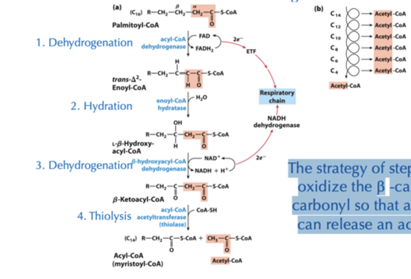<p>The strategy of steps 1-3 is to oxidize the b -carbon to a carbonyl so that attacking it can release an acetyl CoA</p>