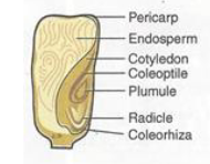 <p>Monocot seed parts</p>