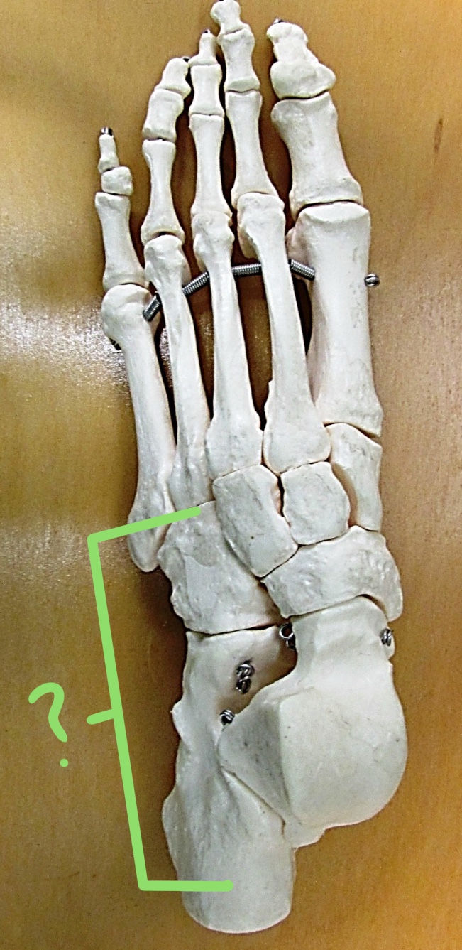 <p>Determine the part highlighted &amp; state total # of bones</p>