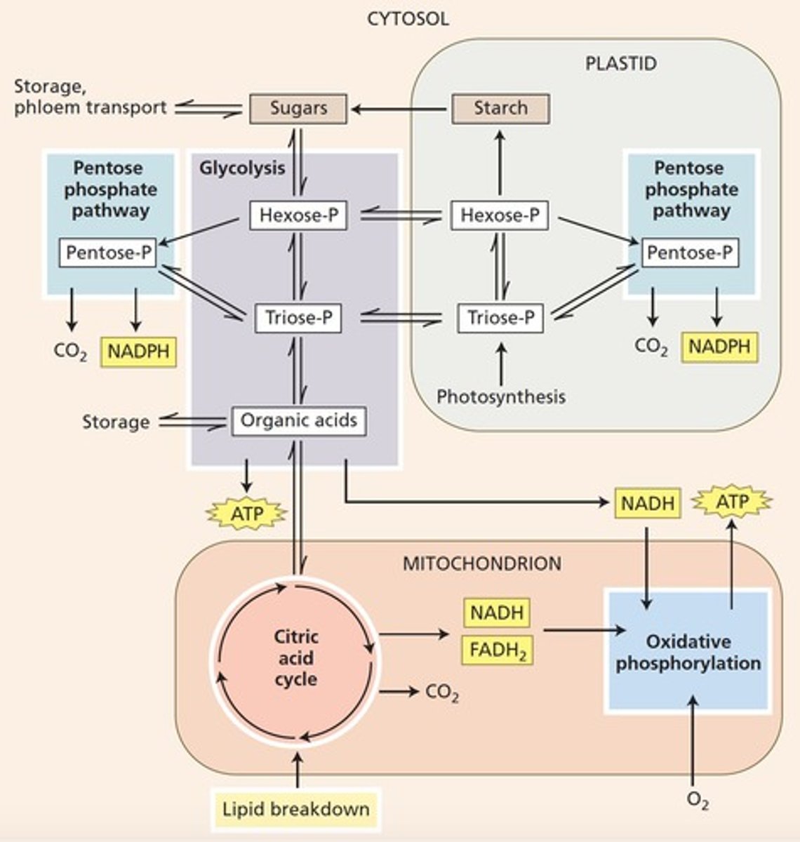 <p>Process of energy release from carbon compounds.</p>