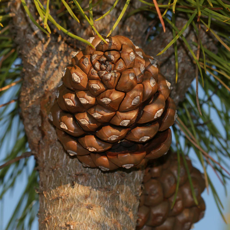 <p><em>Pinus pinea</em>, italian stone pine, Pinaceae</p>