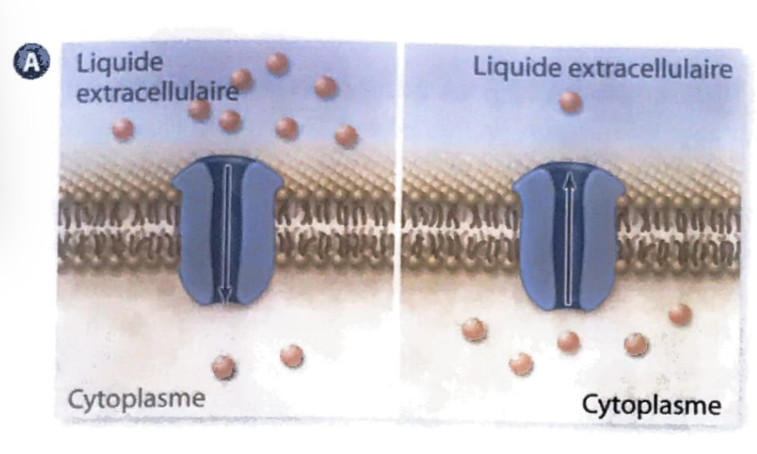 <p>Très rapide (plusieurs molécules à la fois)</p><p>Selon le gradient de concentration</p><p>Moins spécifique (laisse passer certains ions ou molécules de taille adéquate)</p><p>Forme un canal ou un pore traversant la membrane</p><p>Ions / petites molécules polaire</p>