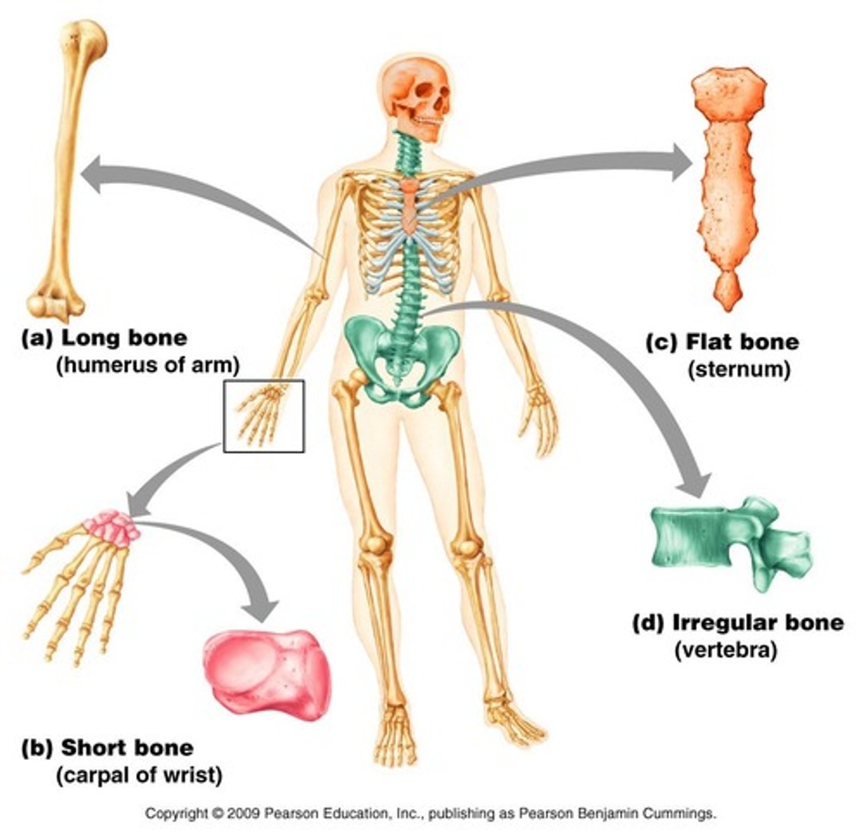 <p>Flat, irregular, short, long, sesamoid</p>