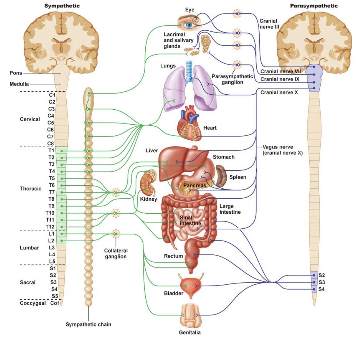 <p>Autonomic Nervous System Regulates:</p>
