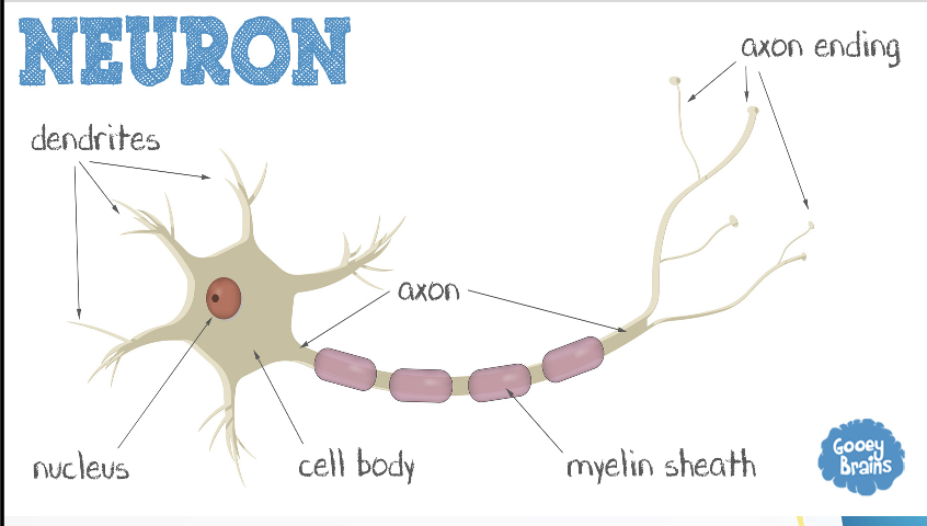 <ol><li><p>Cyton</p></li><li><p>Axon</p></li><li><p>Dendrites</p></li></ol><p></p>