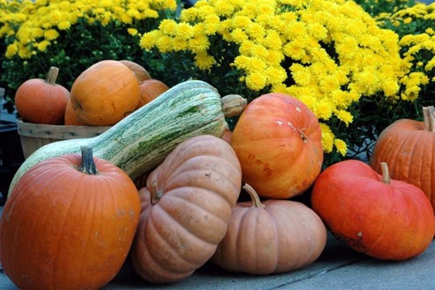 <p>harvest</p>