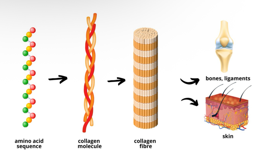 <ul><li><p>Bones, muscles, skin, and every organ in the</p></li></ul><p>body contain protein</p><ul><li><p>Collagen is the main structural protein (28 types of—> type 1-5 is most common —> type 1 is most common)</p></li><li><p>Elastin is another key structural protein</p></li></ul><p>– Permits elasticity, less strength, can be stretched 150%</p>