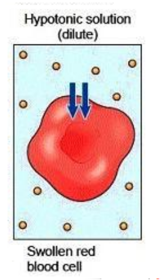<p>Refers to when a cell has a higher concentration of water than solute.</p>